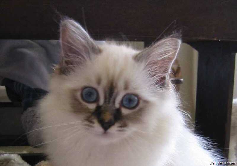 Heilige Birma Welt Der Katzen