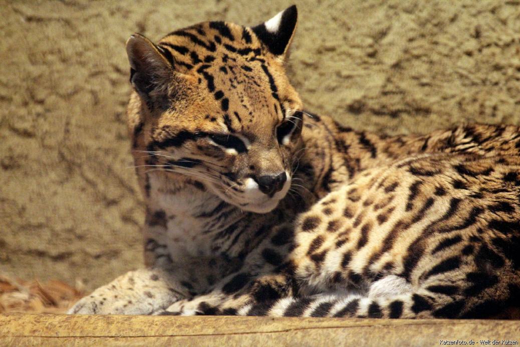 südamerikanischer Ozelot