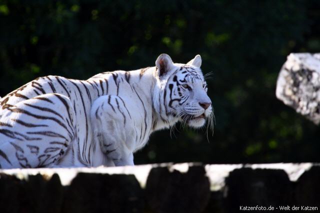 Weisser Tiger