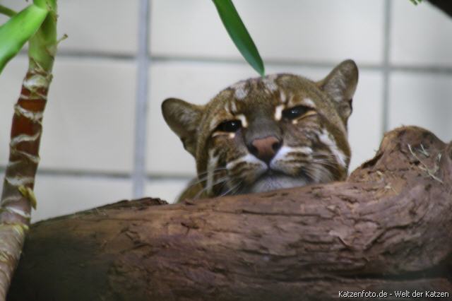 Asiatische Goldkatze