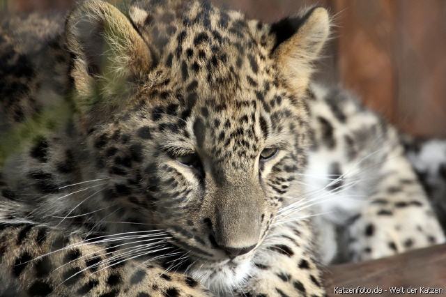 Nordpersischer Leopard
