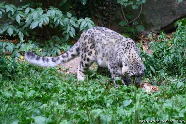 Schneeleopard