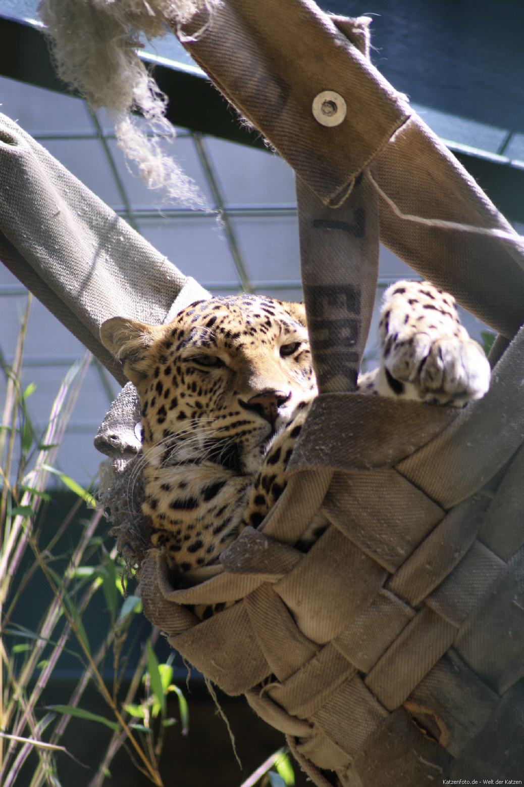 Leopard im Wuppertaler Zoo