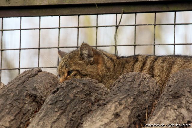 Wildkatze