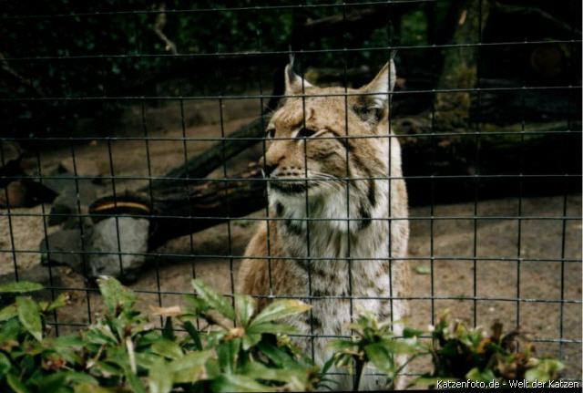 Luchs