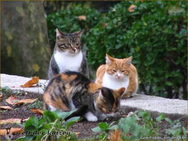 Katzen in Istanbul