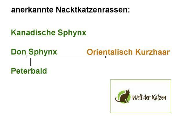 Anerkannte Nacktkatzen