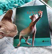 Von Nacktkatzen begutachtet